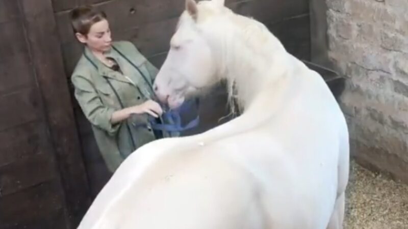 A Fazenda 17: Maria sofre ataque do cavalo Apolo durante cuidados na Baia
