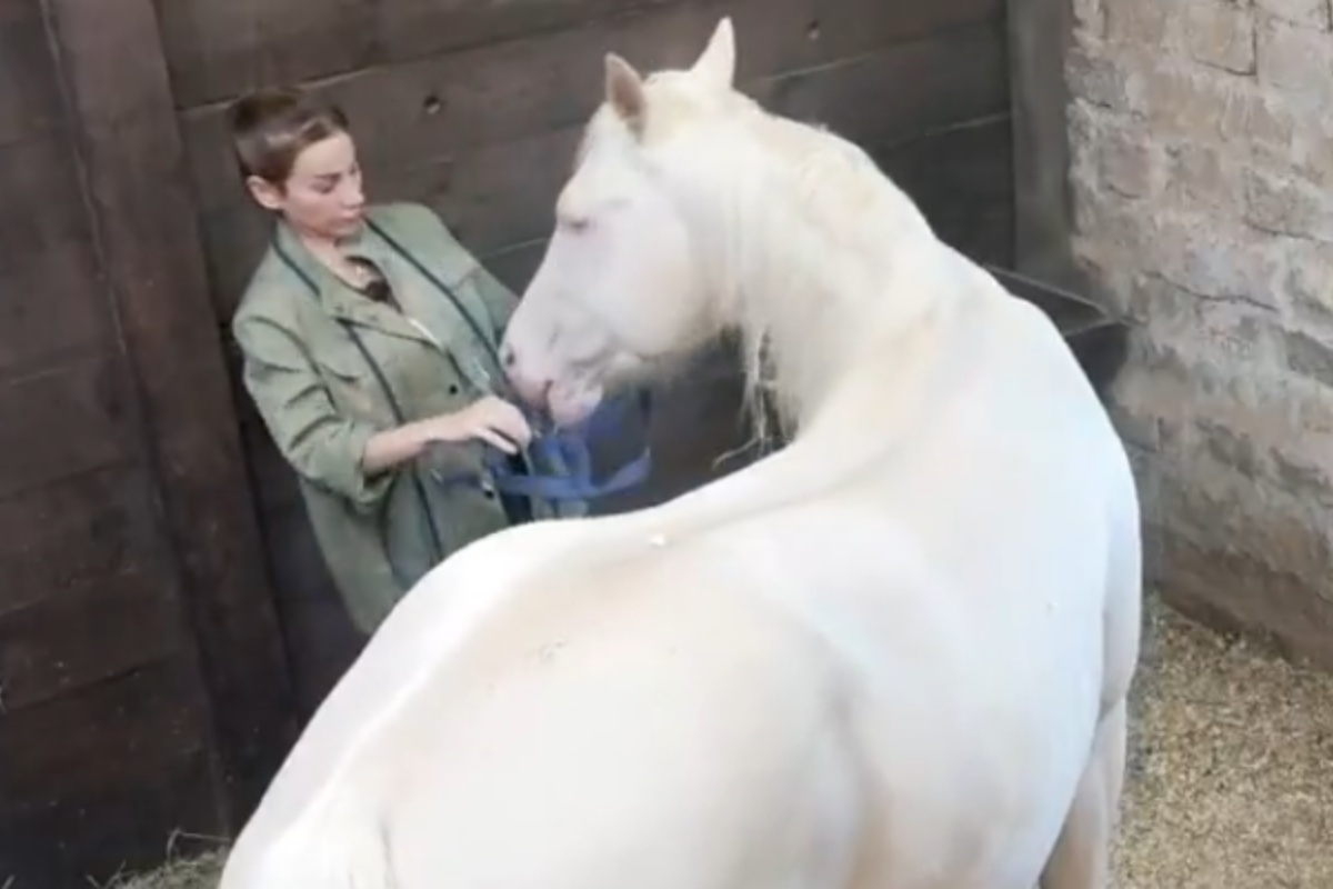 A Fazenda 17: Maria sofre ataque do cavalo Apolo durante cuidados na Baia